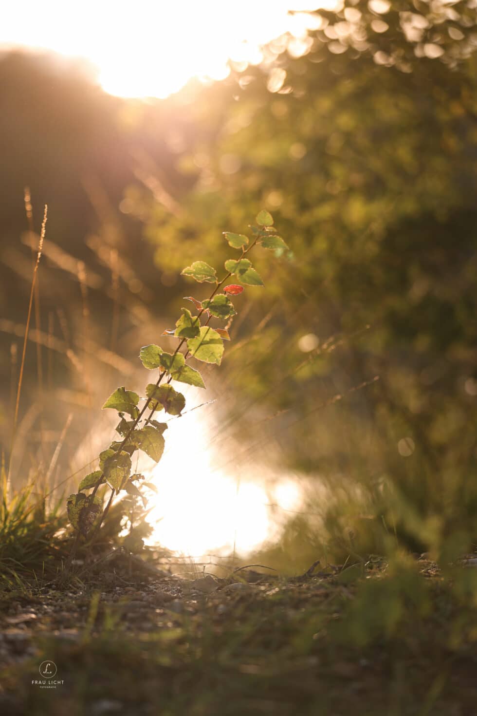 carina-kofler-frau-licht-fotografie-landschaftsfotografie22