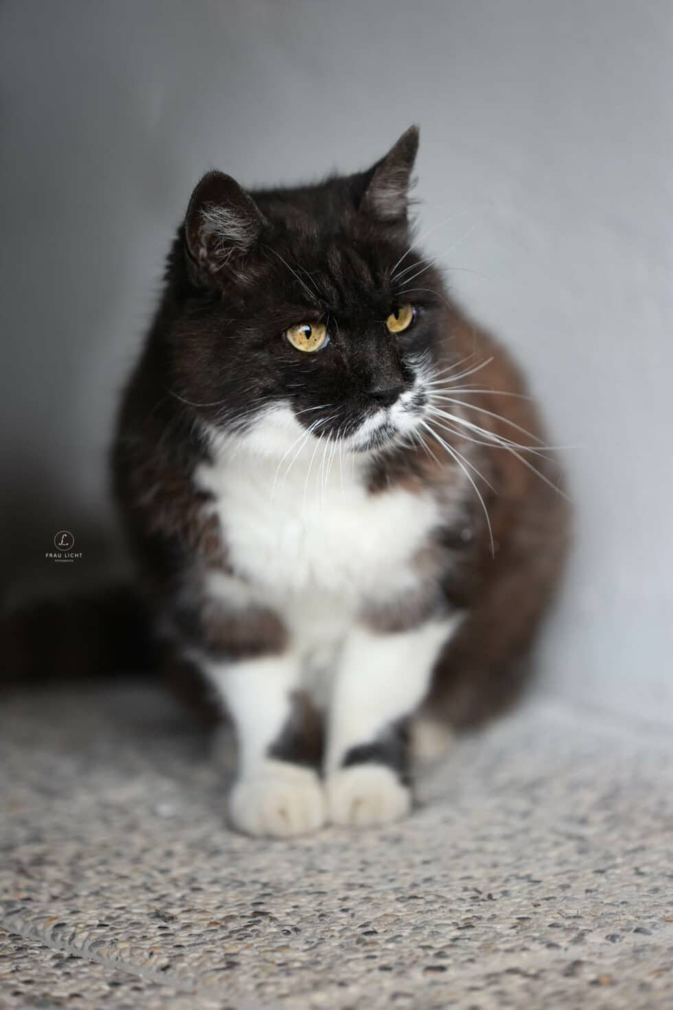 carina-kofler-frau-licht-fotografie-tierfotografie1