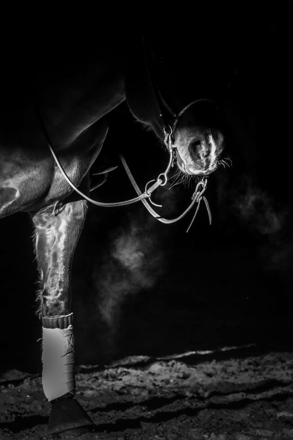 carina-kofler-frau-licht-fotografie-tierfotografie10