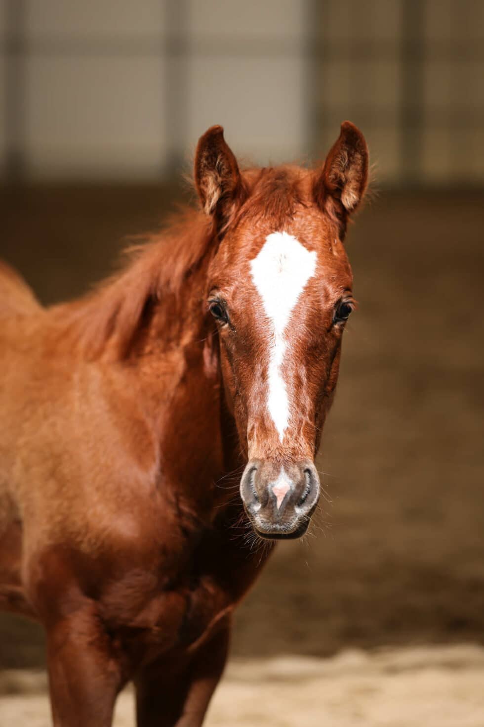 carina-kofler-frau-licht-fotografie-tierfotografie100