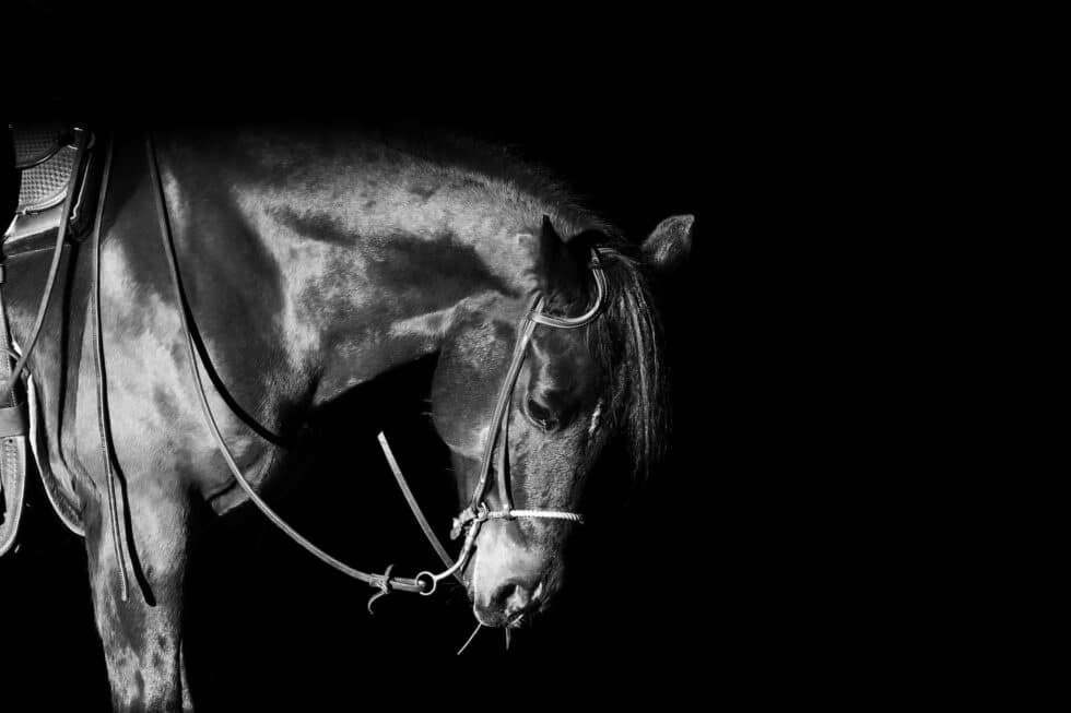 carina-kofler-frau-licht-fotografie-tierfotografie11