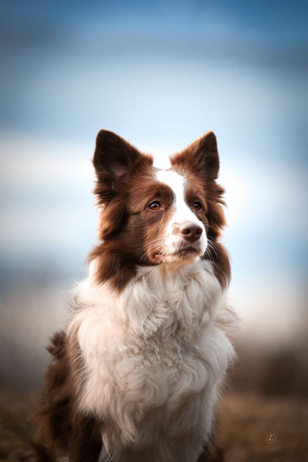 carina-kofler-frau-licht-fotografie-tierfotografie12