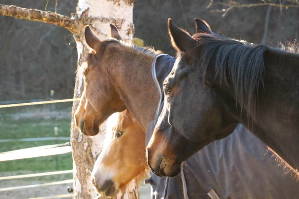 carina-kofler-frau-licht-fotografie-tierfotografie14