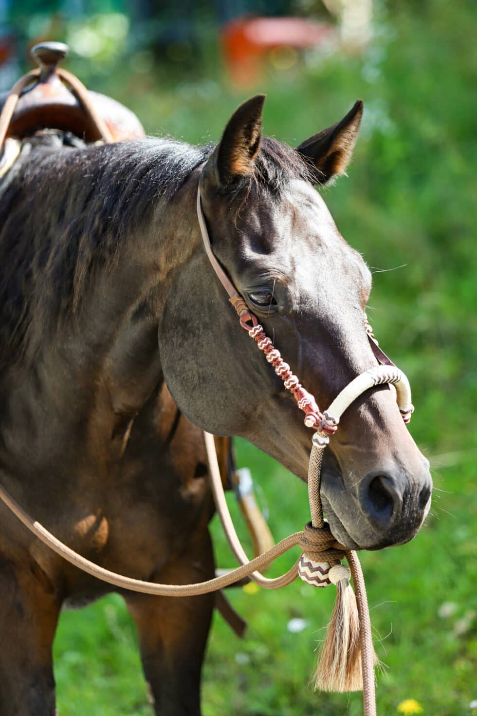 carina-kofler-frau-licht-fotografie-tierfotografie17