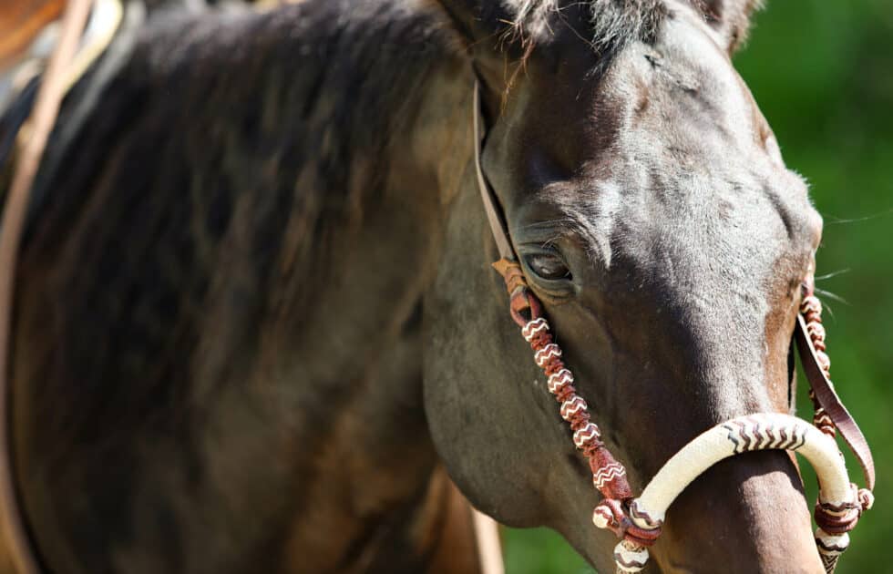 carina-kofler-frau-licht-fotografie-tierfotografie18