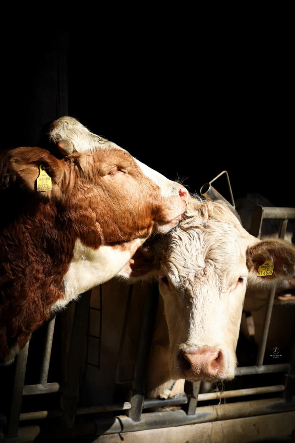 carina-kofler-frau-licht-fotografie-tierfotografie19