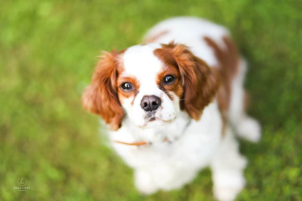 carina-kofler-frau-licht-fotografie-tierfotografie2