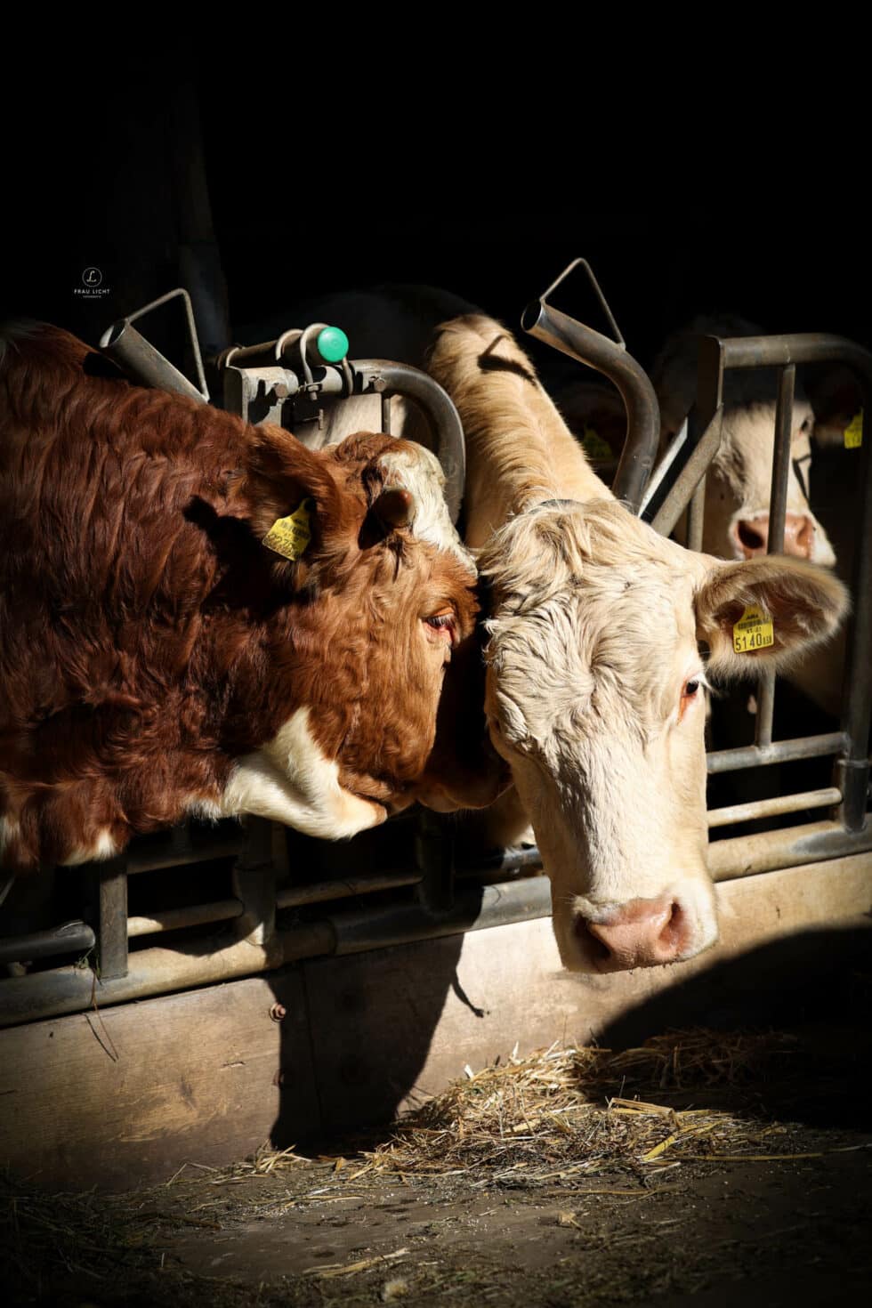 carina-kofler-frau-licht-fotografie-tierfotografie20