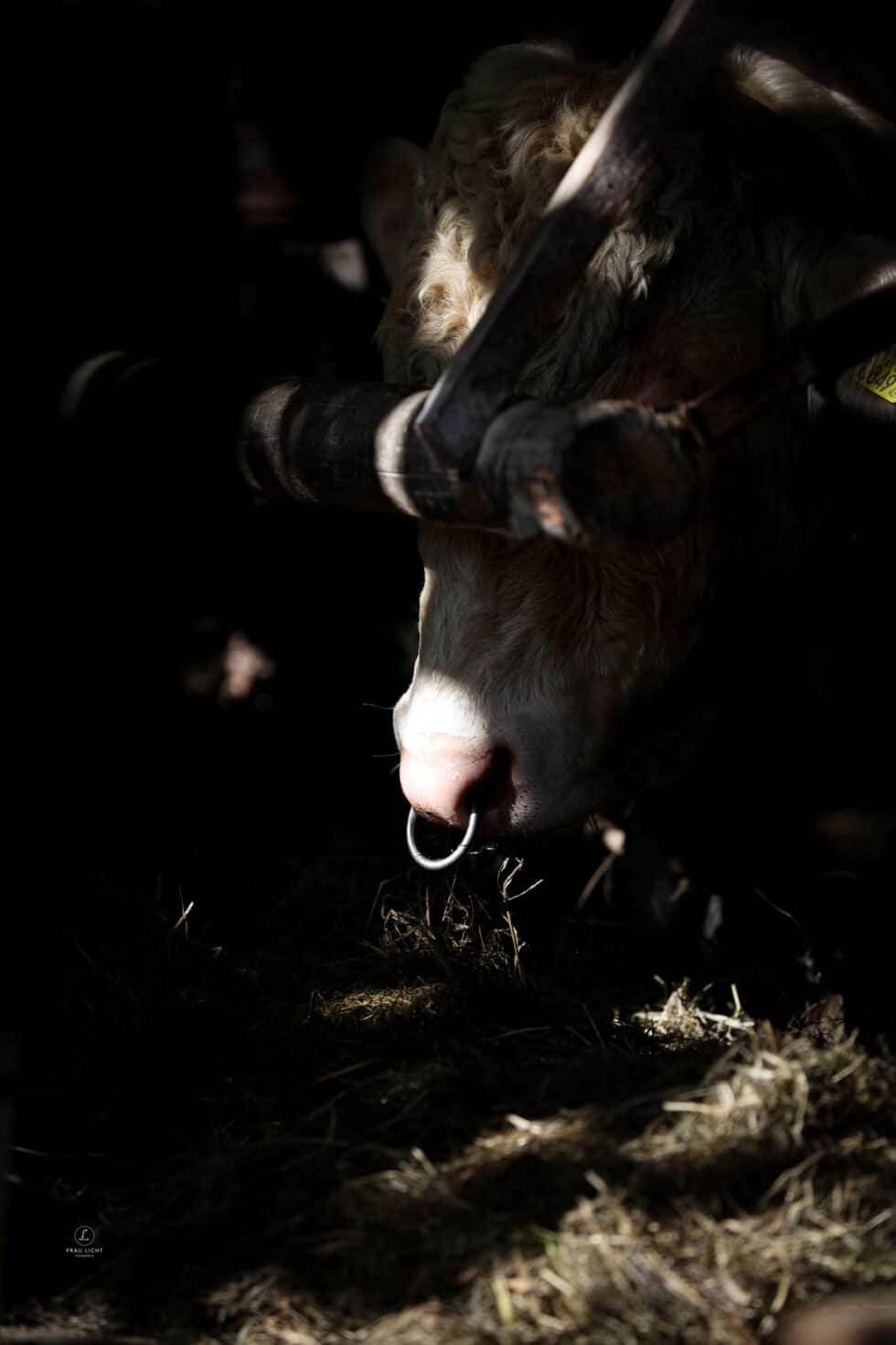 carina-kofler-frau-licht-fotografie-tierfotografie21