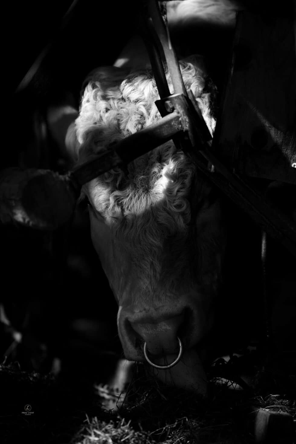 carina-kofler-frau-licht-fotografie-tierfotografie22