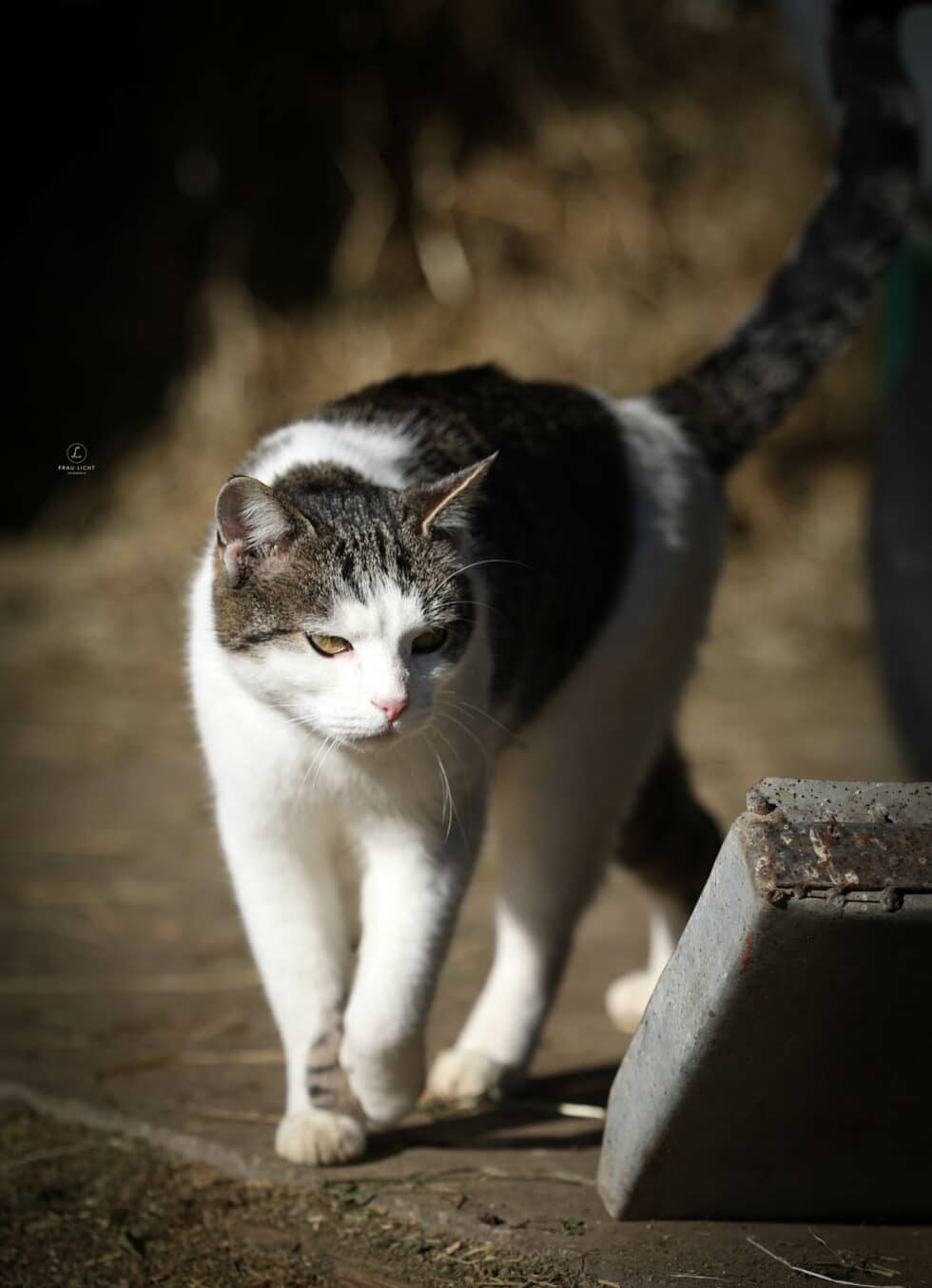 carina-kofler-frau-licht-fotografie-tierfotografie23