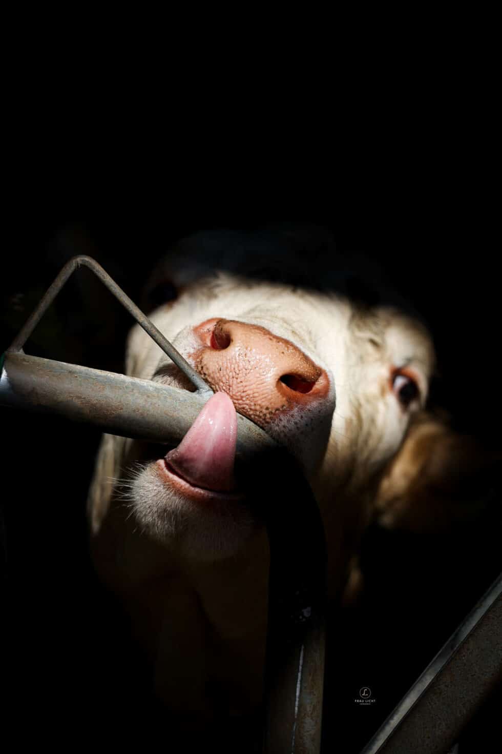 carina-kofler-frau-licht-fotografie-tierfotografie24