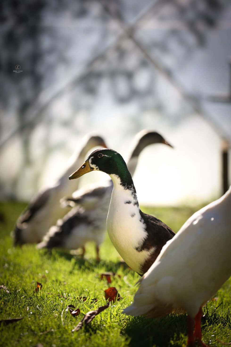 carina-kofler-frau-licht-fotografie-tierfotografie25