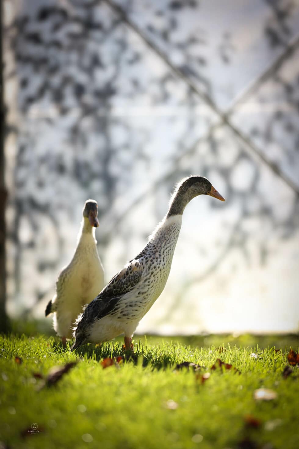 carina-kofler-frau-licht-fotografie-tierfotografie26