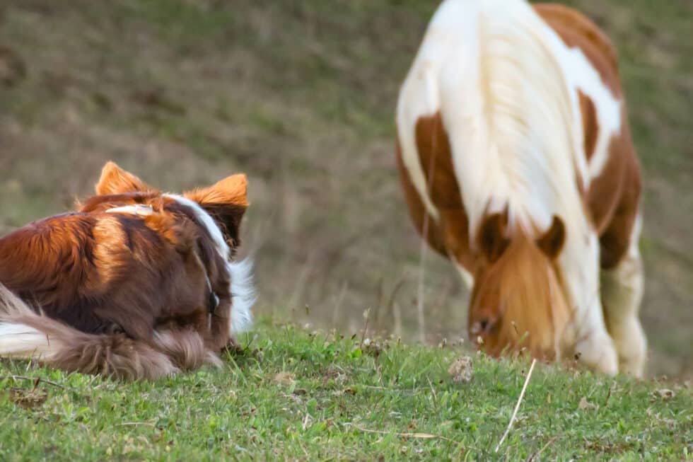 carina-kofler-frau-licht-fotografie-tierfotografie27