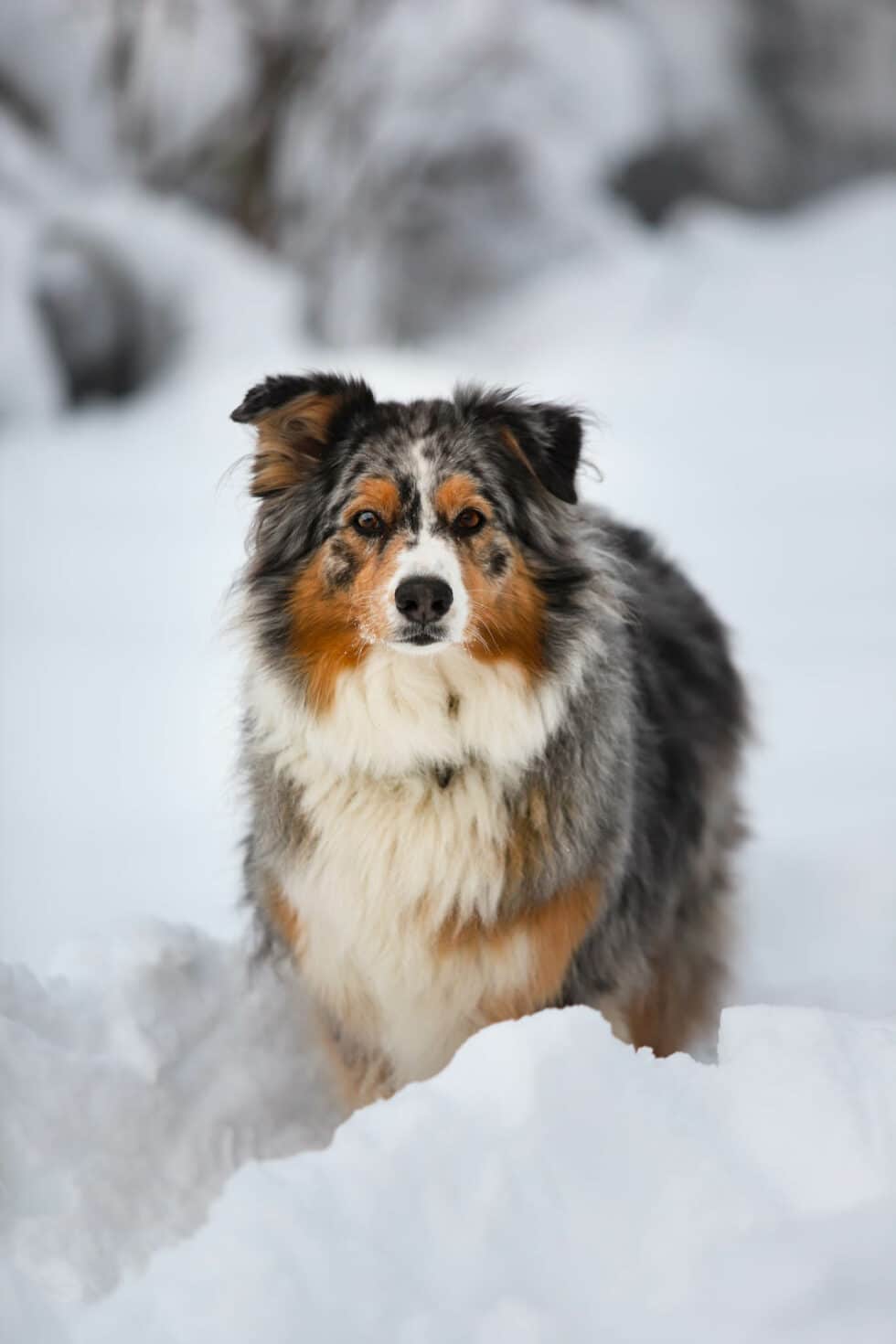 carina-kofler-frau-licht-fotografie-tierfotografie28
