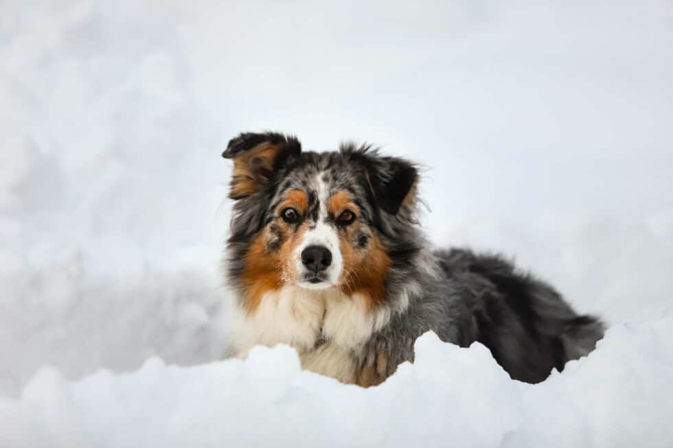 carina-kofler-frau-licht-fotografie-tierfotografie29