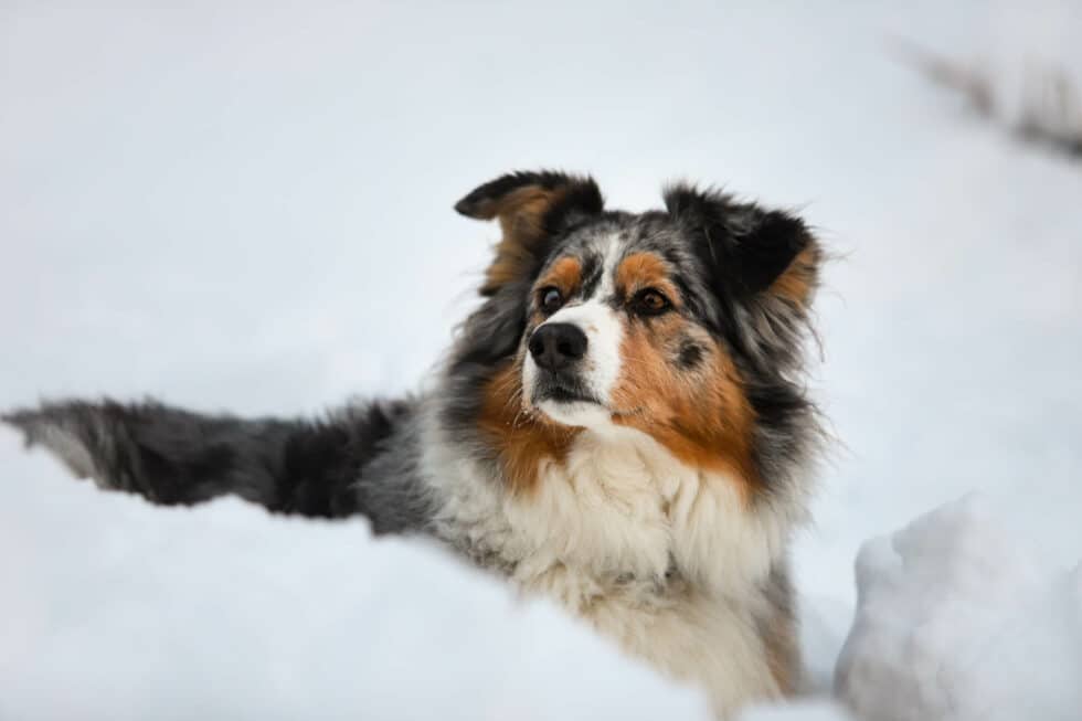 carina-kofler-frau-licht-fotografie-tierfotografie30