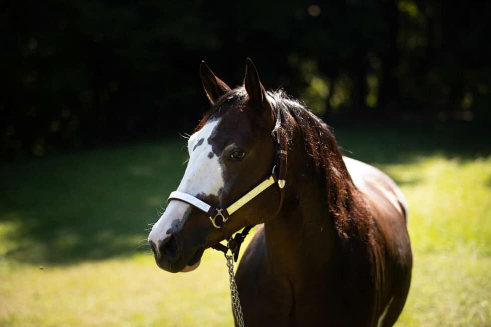 carina-kofler-frau-licht-fotografie-tierfotografie31