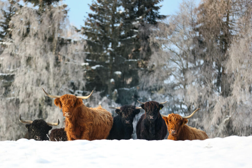 carina-kofler-frau-licht-fotografie-tierfotografie33