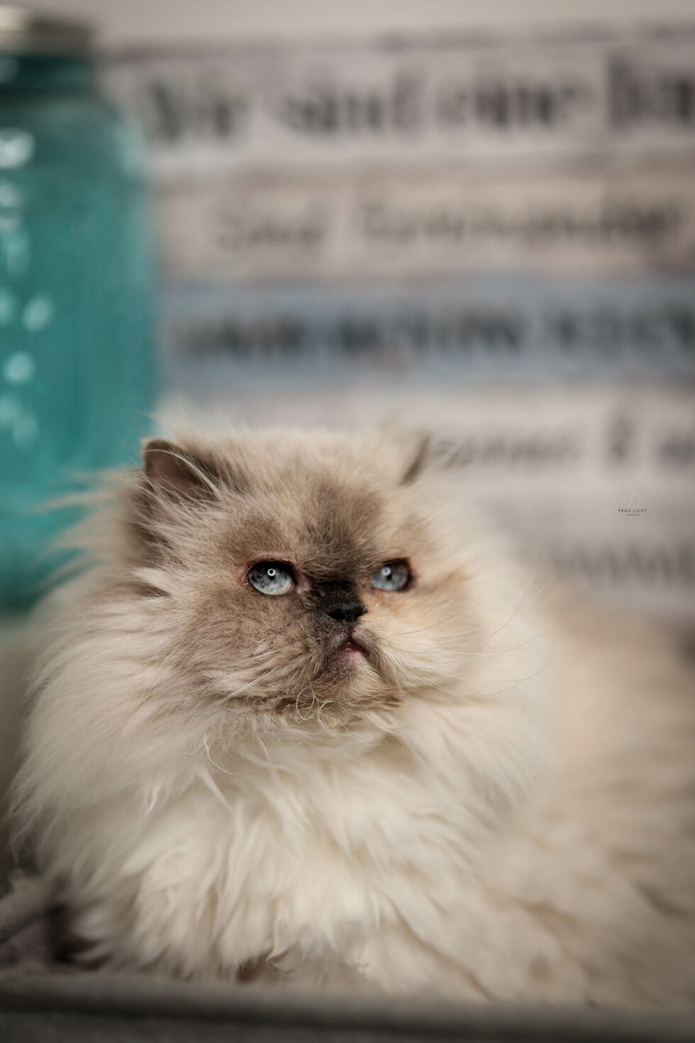 carina-kofler-frau-licht-fotografie-tierfotografie34