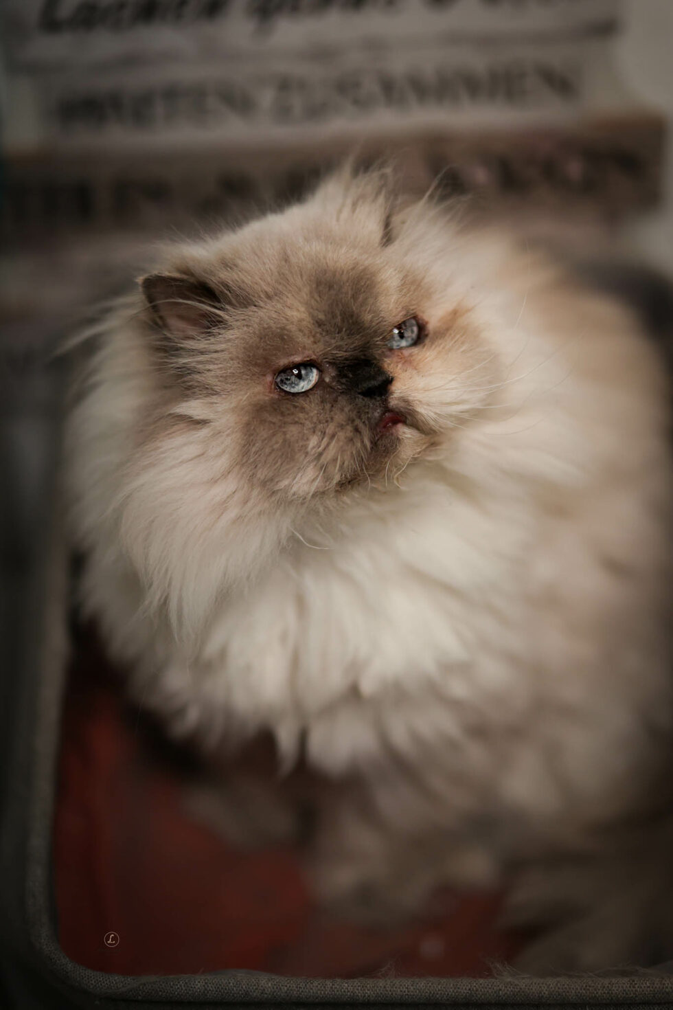 carina-kofler-frau-licht-fotografie-tierfotografie35