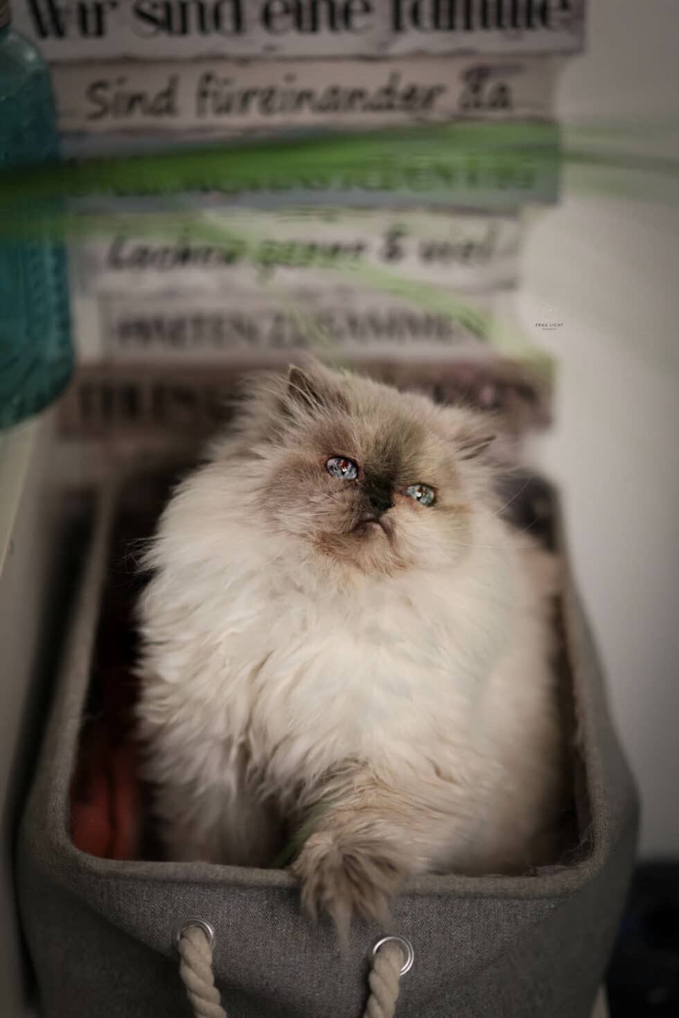 carina-kofler-frau-licht-fotografie-tierfotografie36