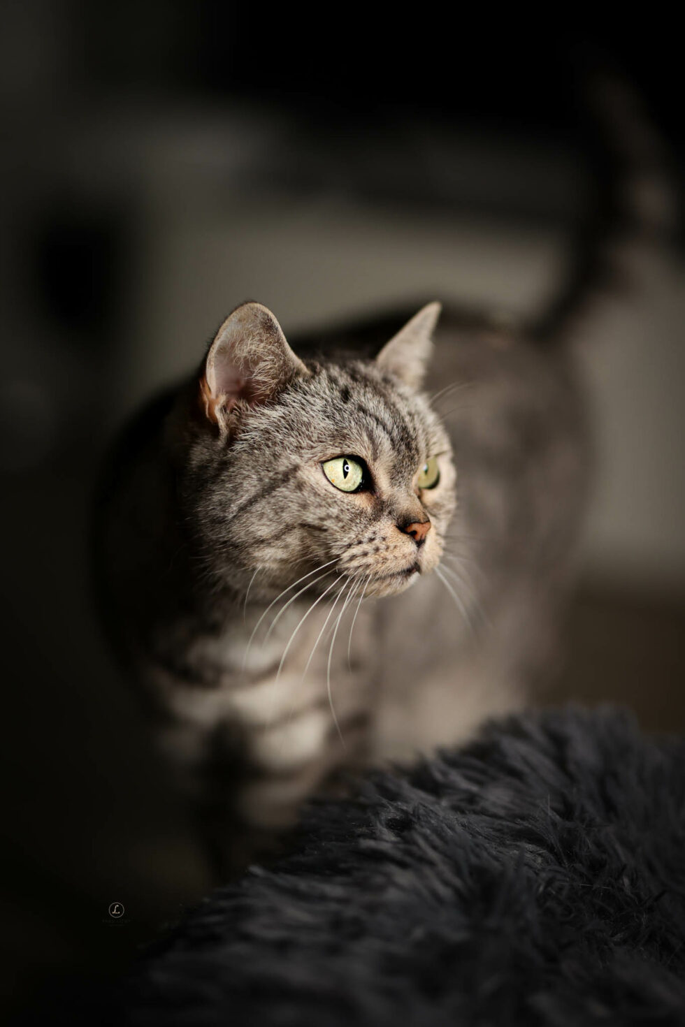 carina-kofler-frau-licht-fotografie-tierfotografie37