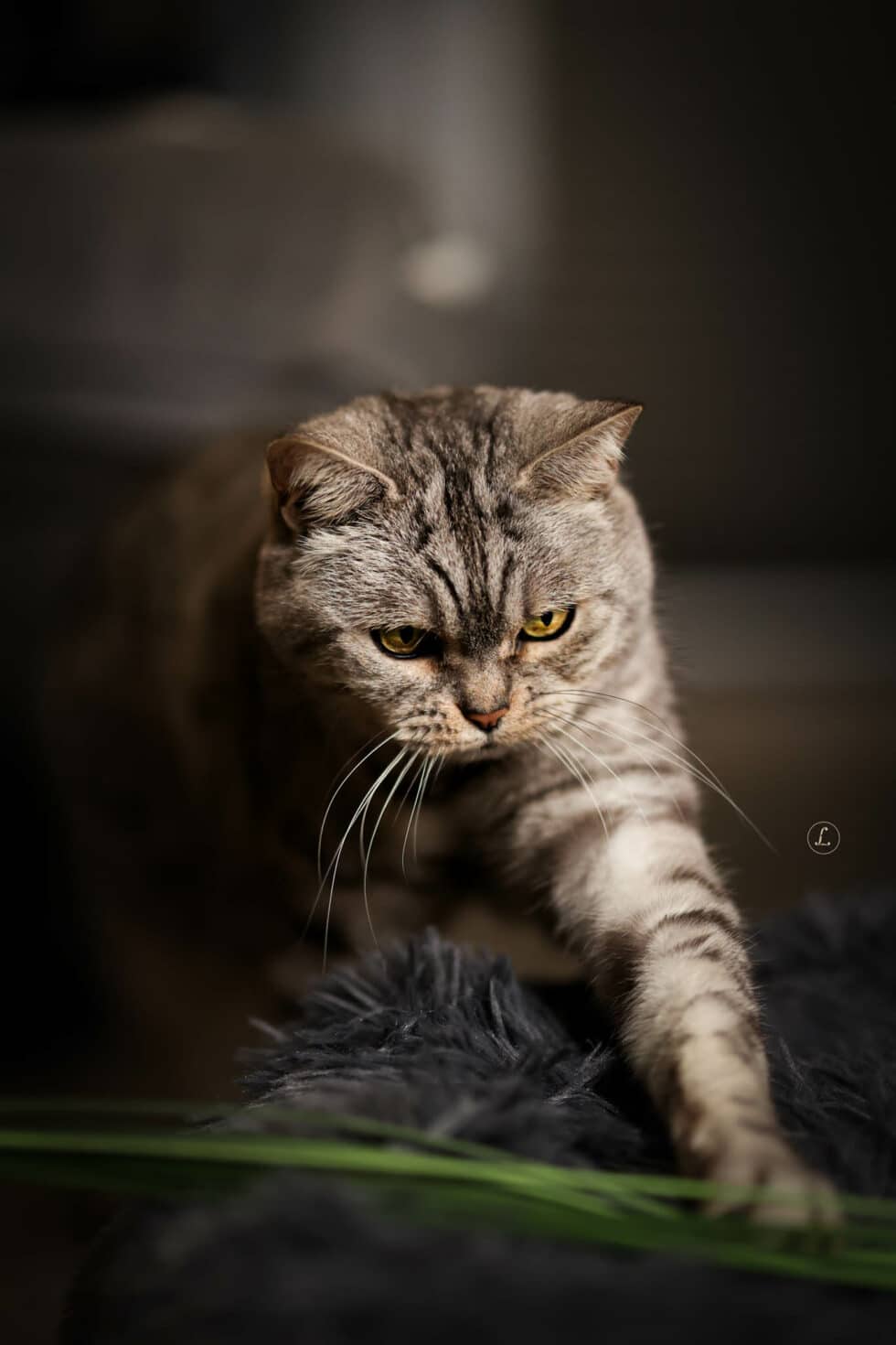 carina-kofler-frau-licht-fotografie-tierfotografie38