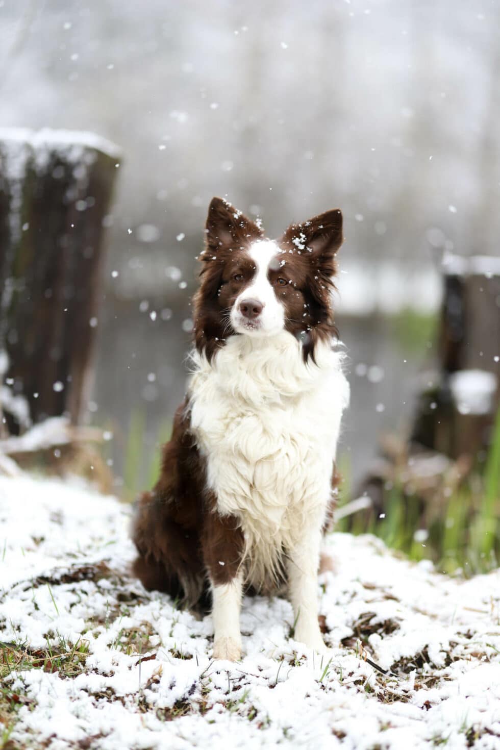 carina-kofler-frau-licht-fotografie-tierfotografie39