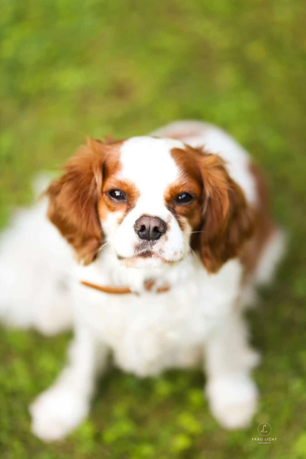 carina-kofler-frau-licht-fotografie-tierfotografie4
