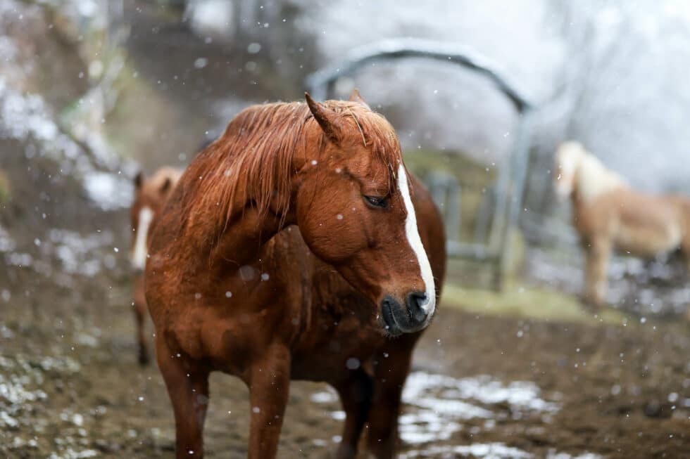 carina-kofler-frau-licht-fotografie-tierfotografie40
