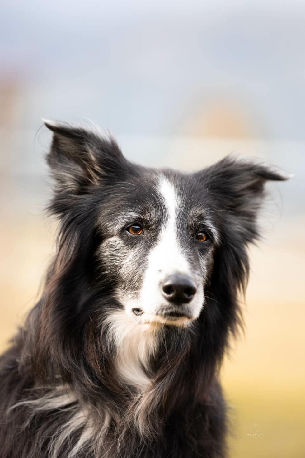 carina-kofler-frau-licht-fotografie-tierfotografie41