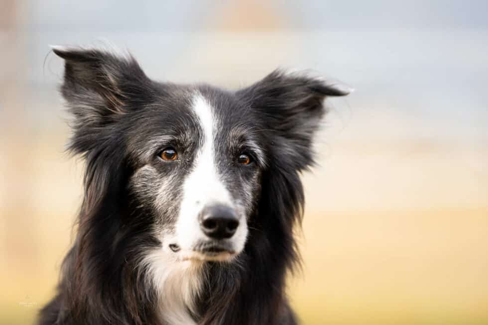 carina-kofler-frau-licht-fotografie-tierfotografie42