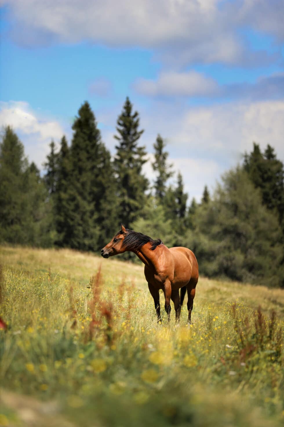 carina-kofler-frau-licht-fotografie-tierfotografie43