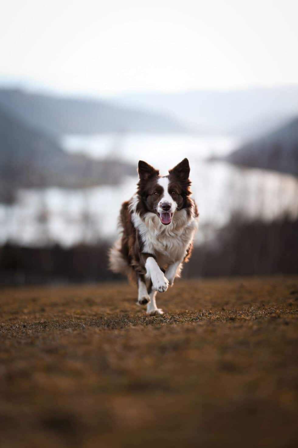 carina-kofler-frau-licht-fotografie-tierfotografie44