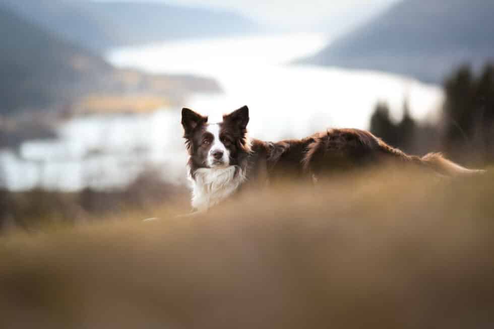 carina-kofler-frau-licht-fotografie-tierfotografie45
