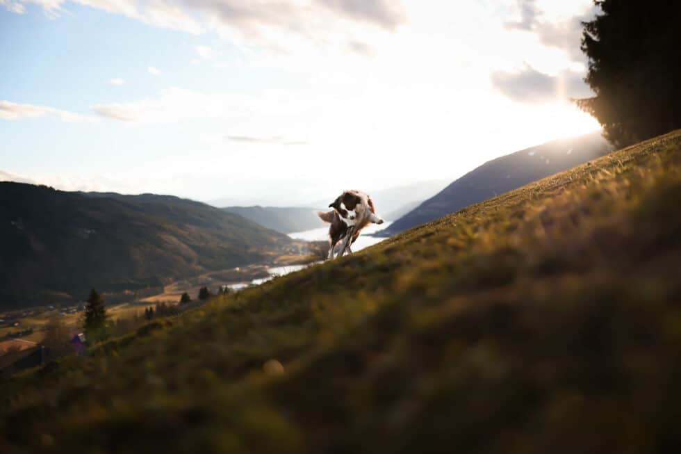 carina-kofler-frau-licht-fotografie-tierfotografie46