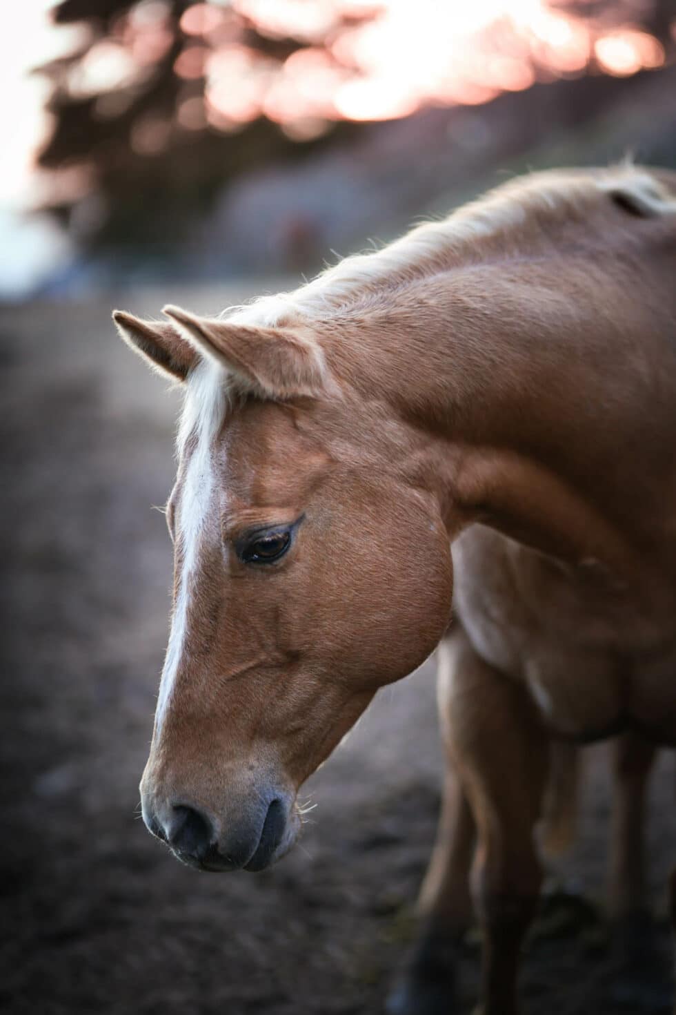 carina-kofler-frau-licht-fotografie-tierfotografie47