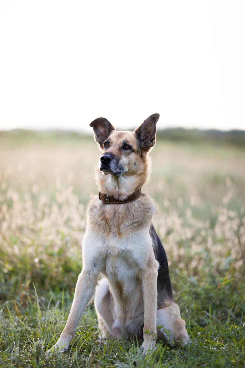 carina-kofler-frau-licht-fotografie-tierfotografie49
