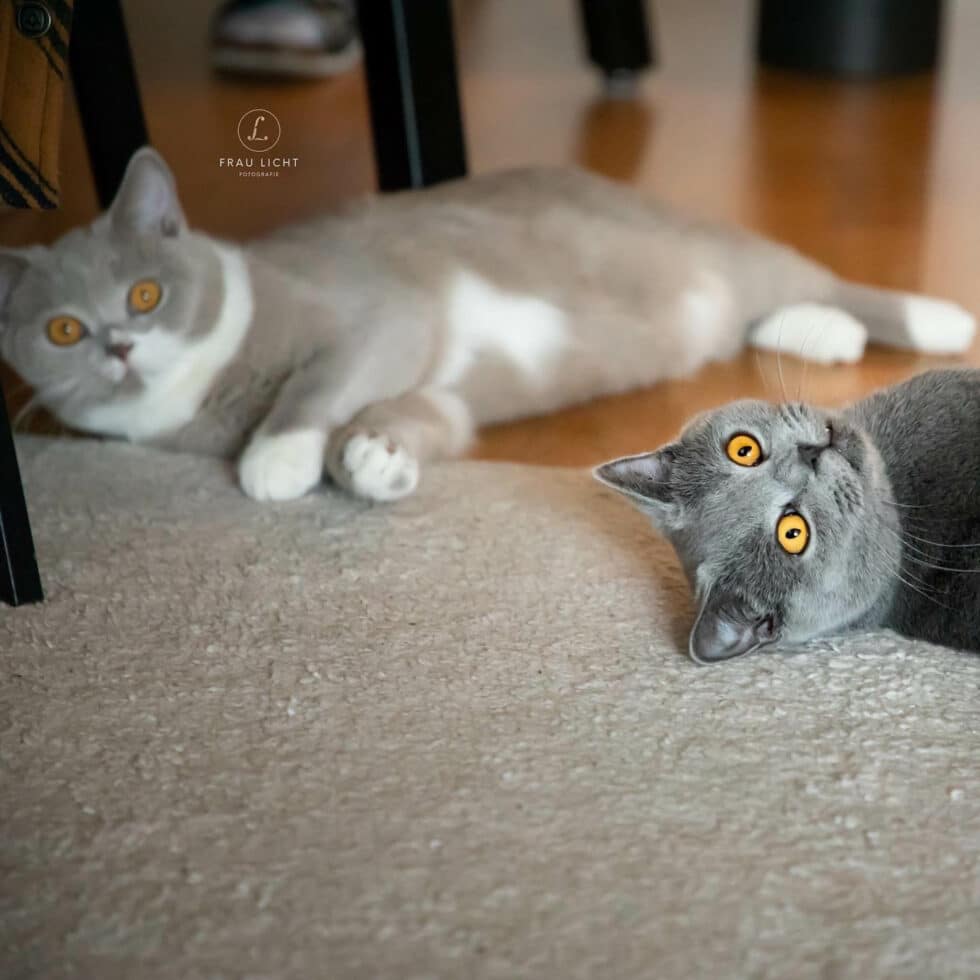 carina-kofler-frau-licht-fotografie-tierfotografie5