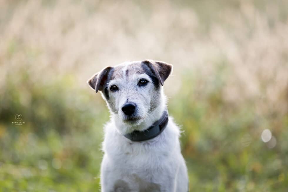 carina-kofler-frau-licht-fotografie-tierfotografie50