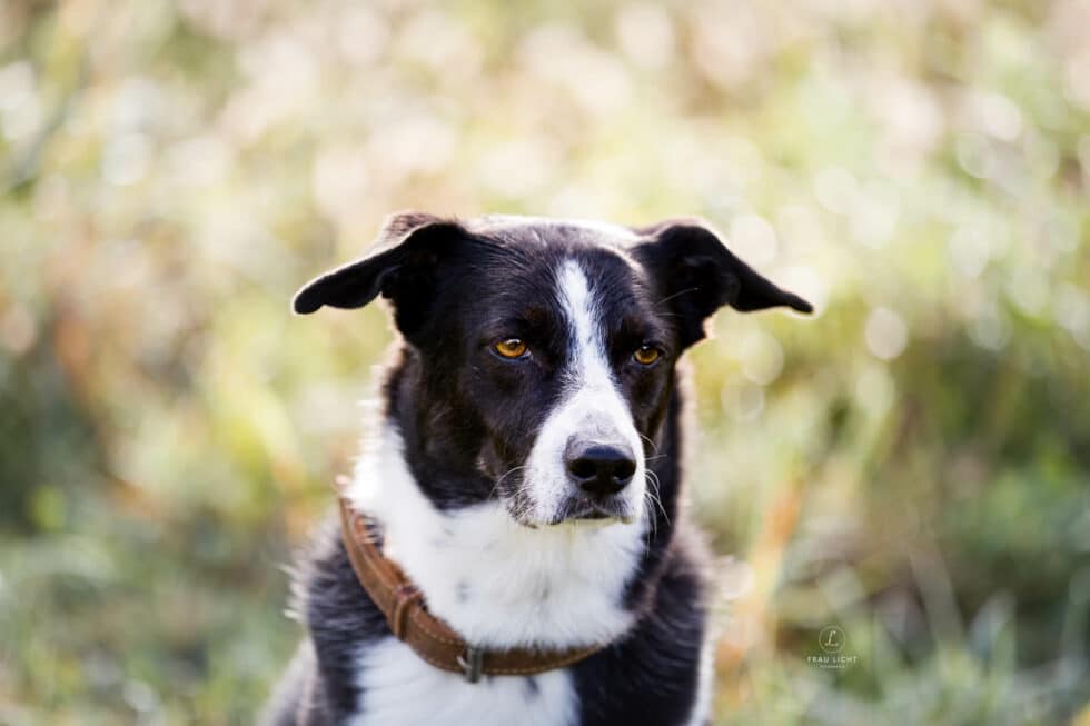 carina-kofler-frau-licht-fotografie-tierfotografie51