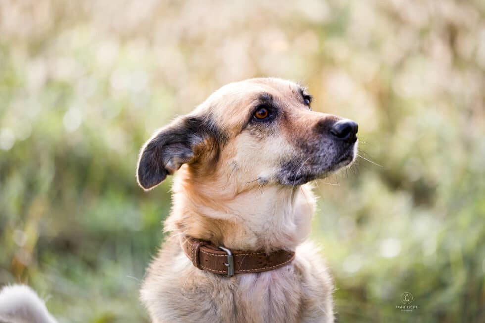 carina-kofler-frau-licht-fotografie-tierfotografie52