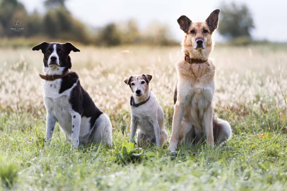 carina-kofler-frau-licht-fotografie-tierfotografie53