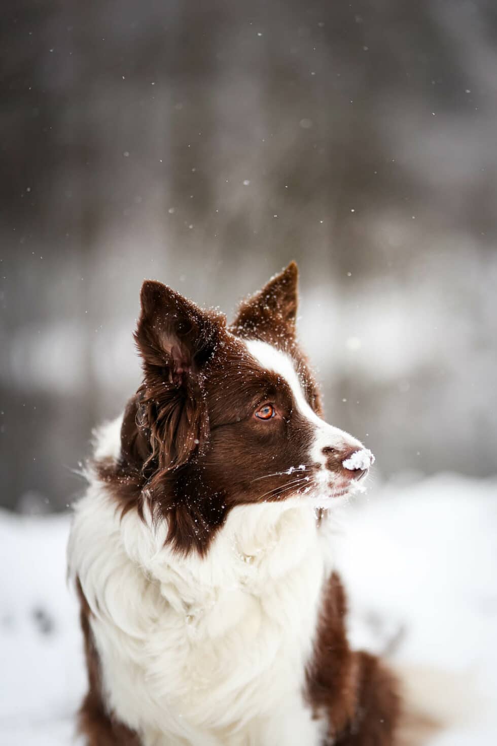 carina-kofler-frau-licht-fotografie-tierfotografie54