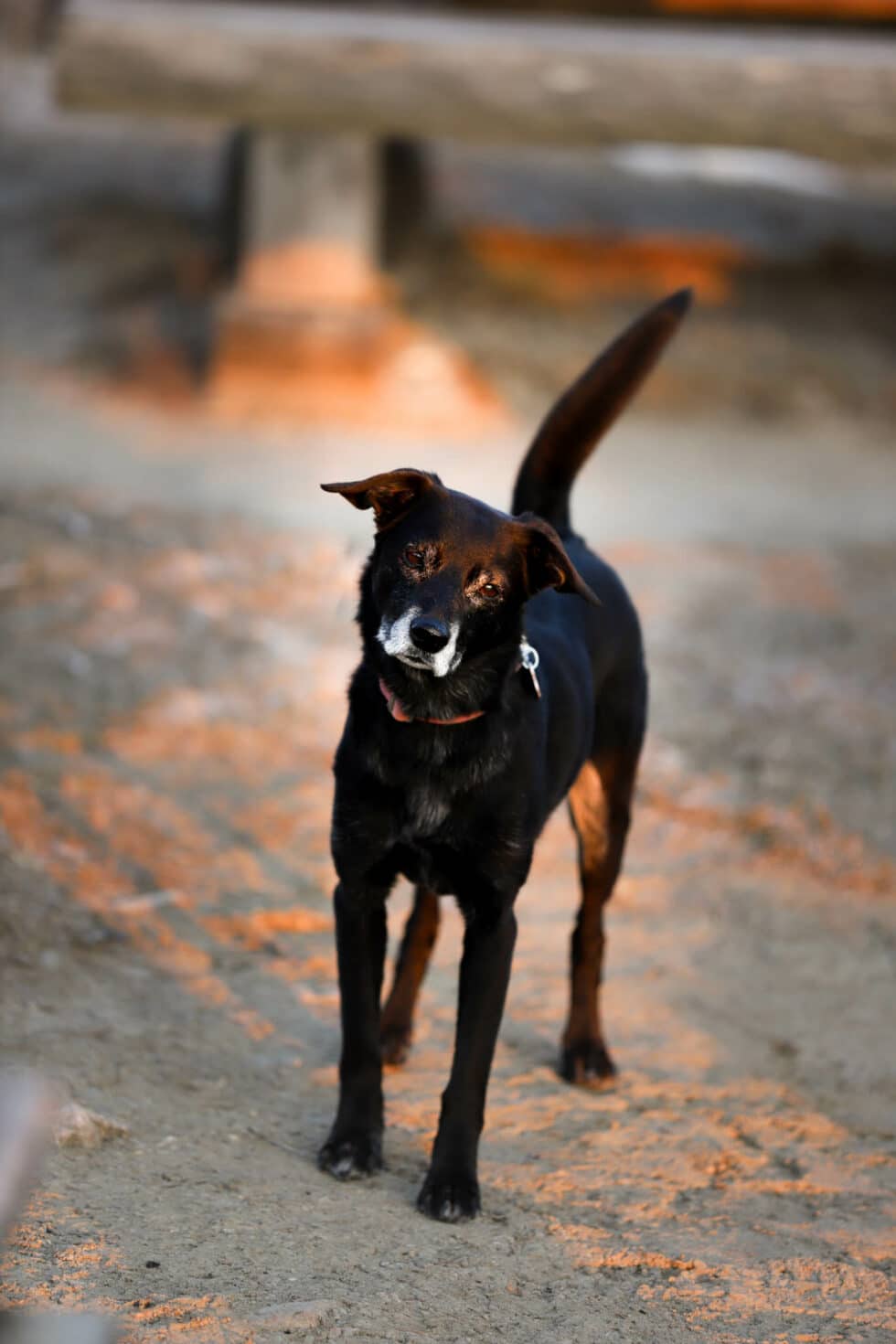 carina-kofler-frau-licht-fotografie-tierfotografie55