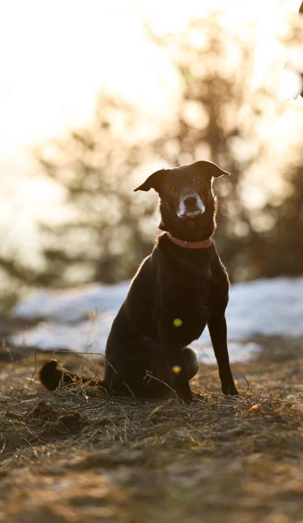 carina-kofler-frau-licht-fotografie-tierfotografie56