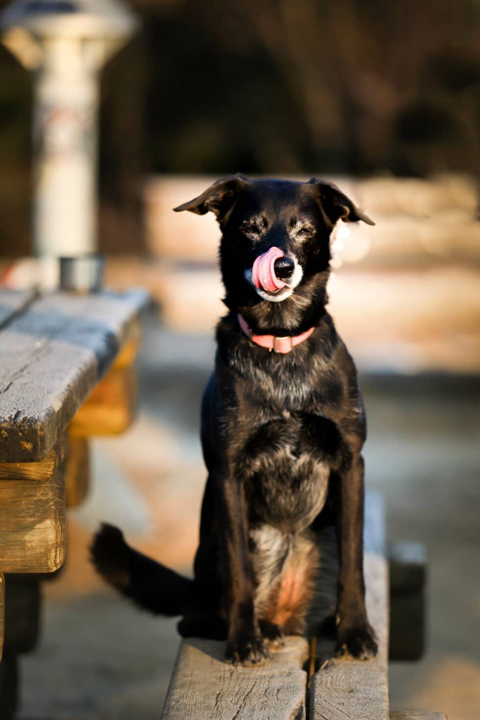 carina-kofler-frau-licht-fotografie-tierfotografie57