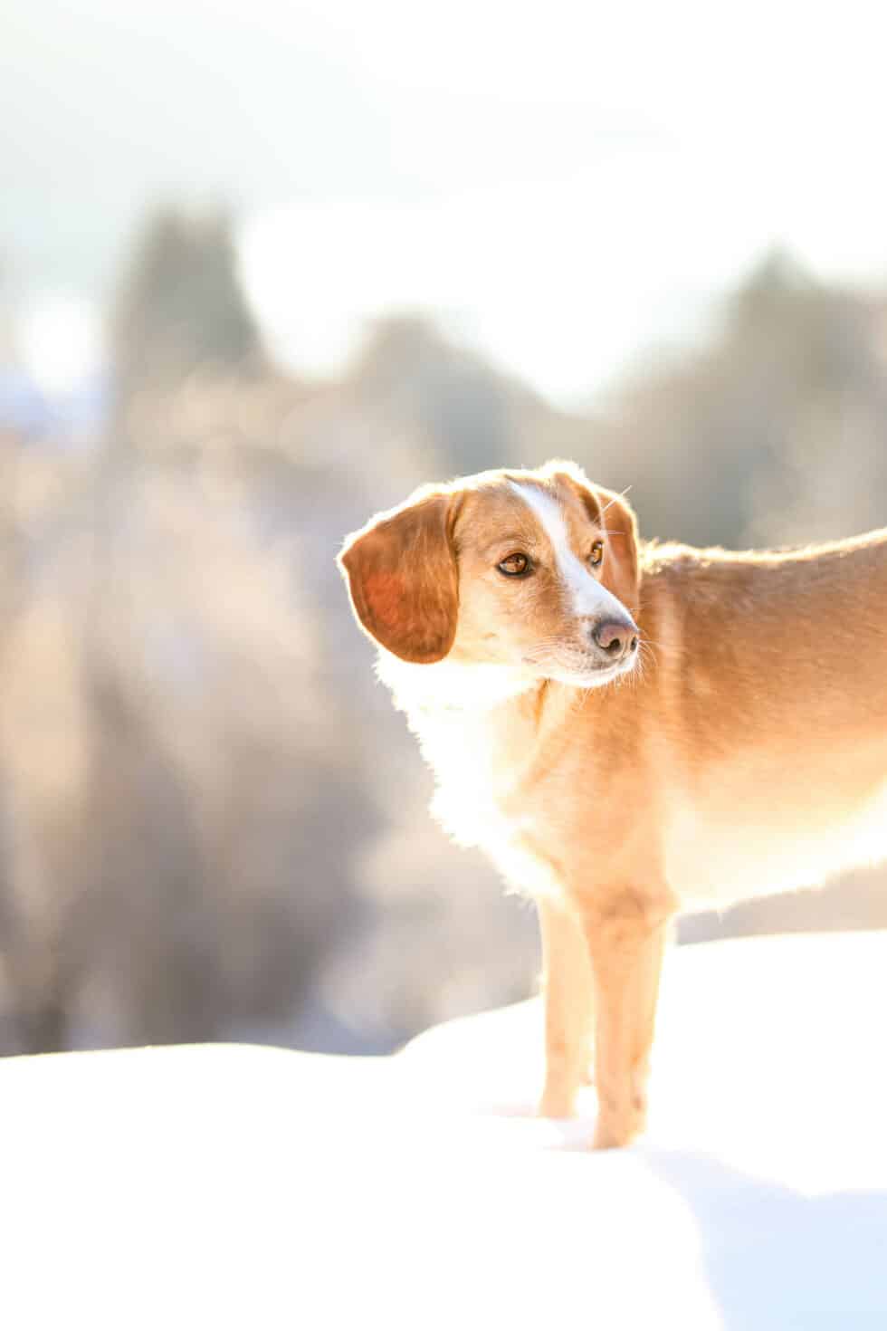 carina-kofler-frau-licht-fotografie-tierfotografie58